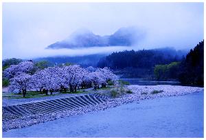 雲の下りた麒麟山と川辺の満開の桜を写した写真