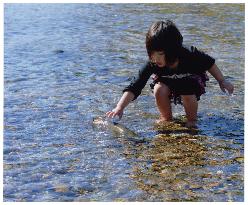浅瀬で子どもが魚をつかまえようとしている写真