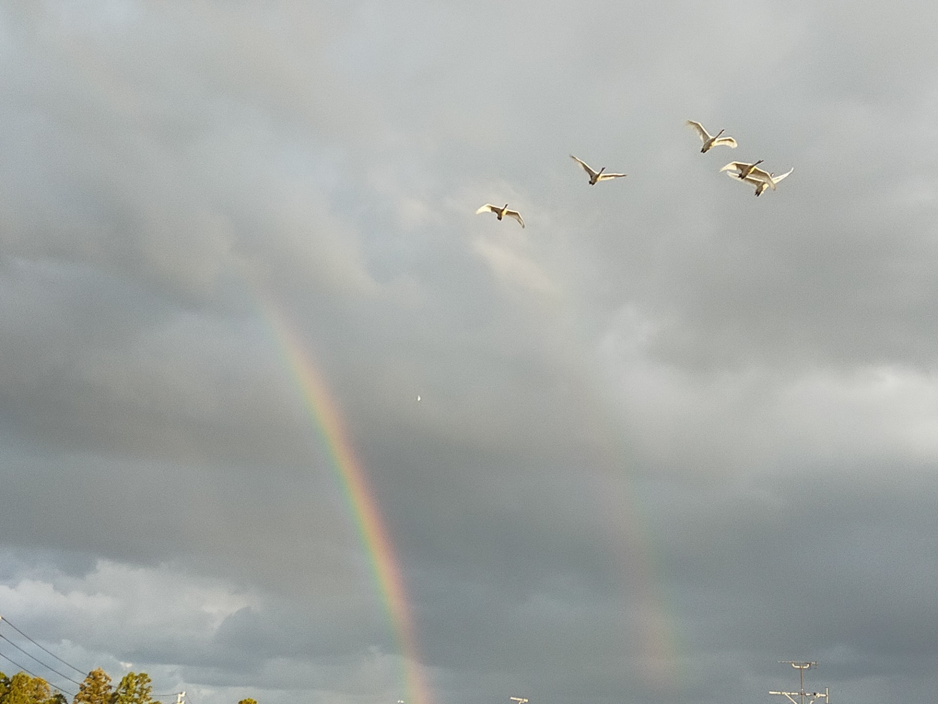 10月29日瓢湖の様子