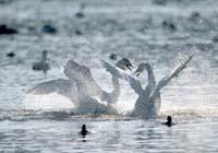瓢湖に渡来している白鳥が羽を広げて水しぶきを上げている写真
