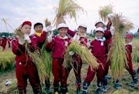 えんじ色の上下のジャージに赤白帽子姿の子供達が笑顔で稲をもっている写真