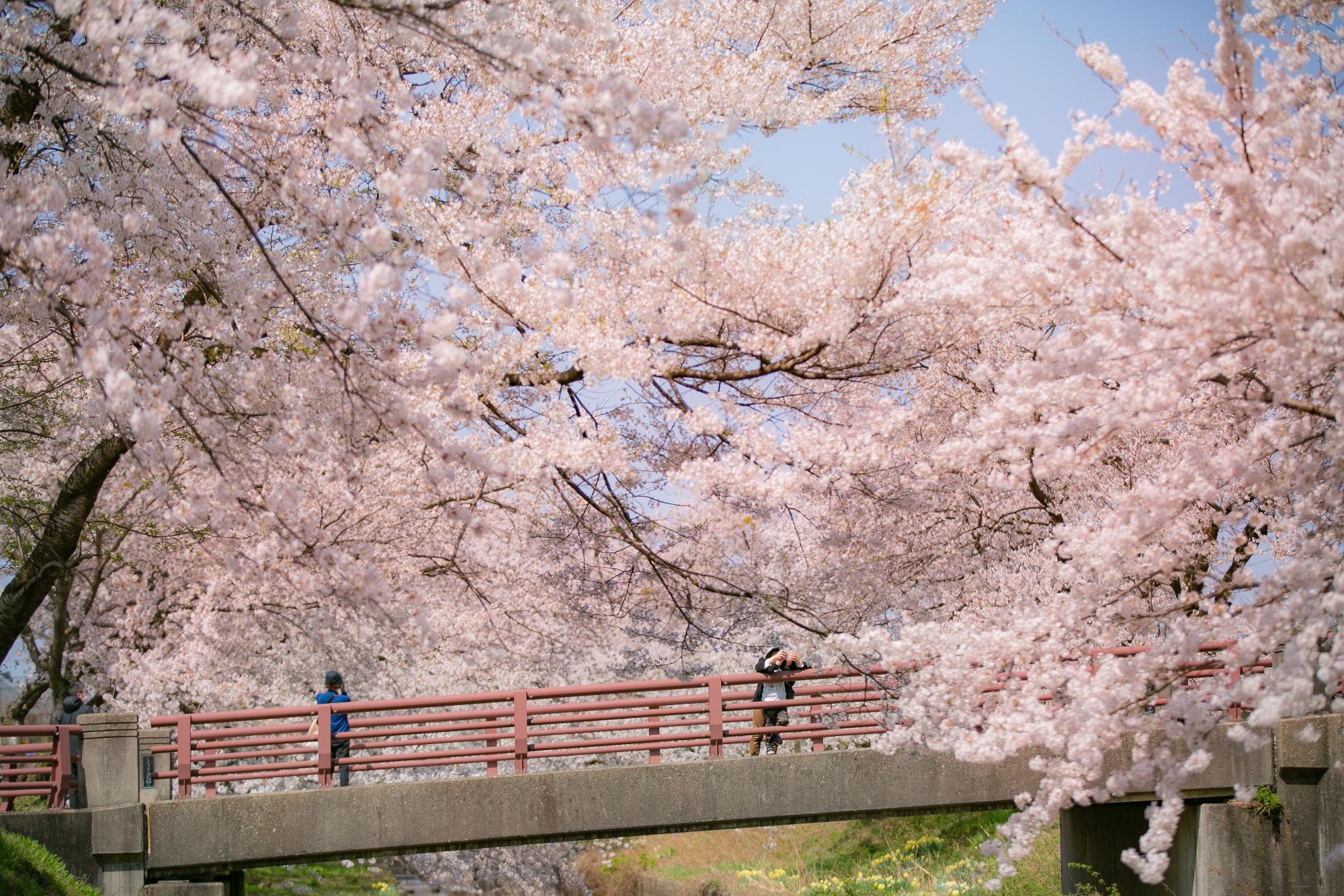 満開の新江用水路桜並木