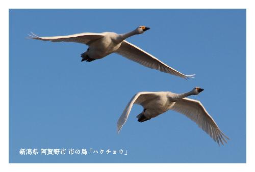 青空飛ぶ2羽の白鳥