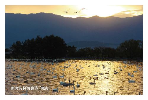 朝焼けの瓢湖と白鳥
