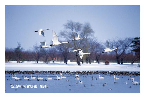 雪景色の瓢湖と白鳥