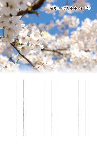 桜の写真と縦書き罫線入りはがき