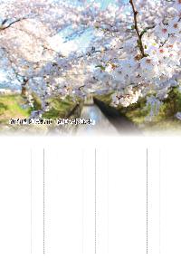 新江用水路の桜の写真と縦書き罫線入りはがき