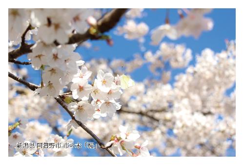 満開の桜の花のアップ