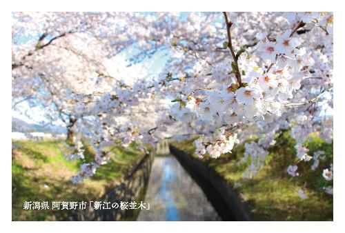 新江の用水路と桜並木