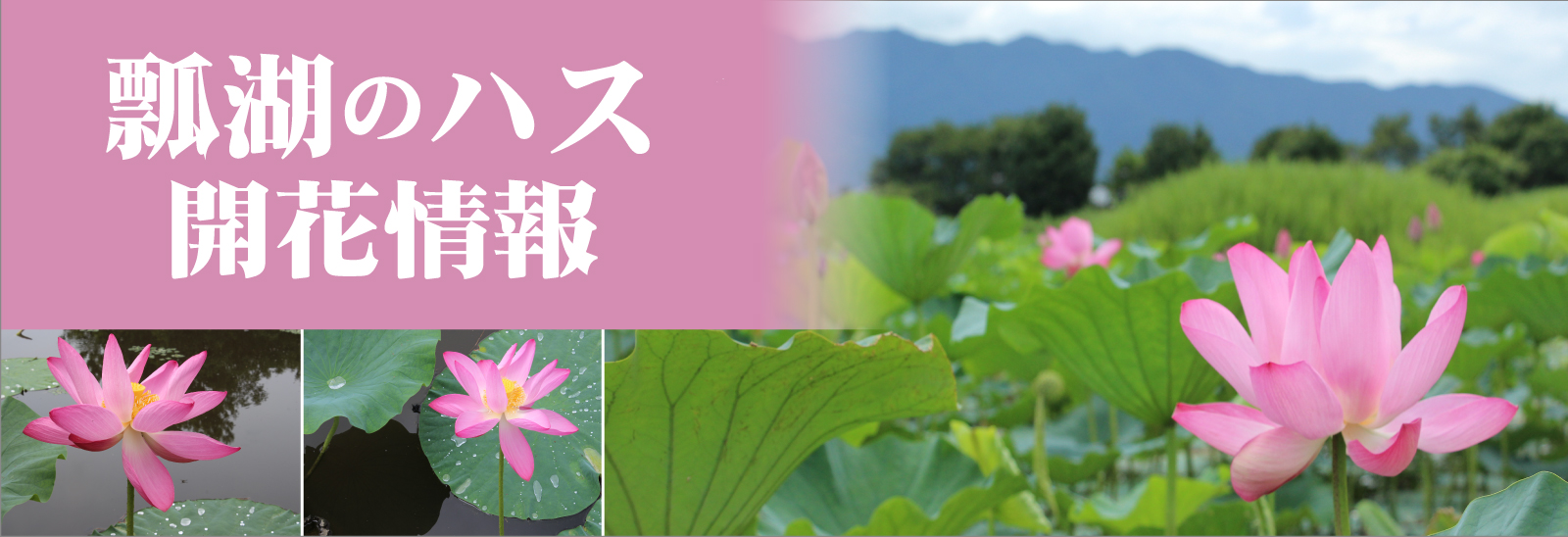 瓢湖のハスの開花情報