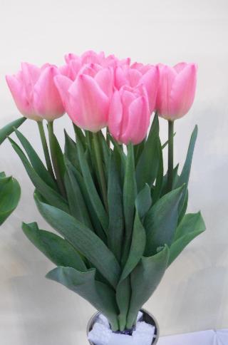 濃いピンク色のチューリップの花束