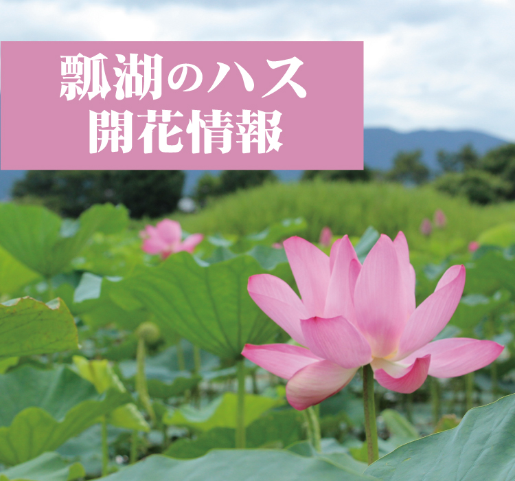 瓢湖のハスの開花情報