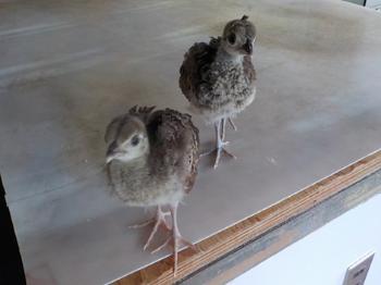 2羽のひな