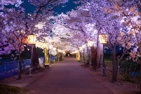瓢湖夜桜ライトアップ