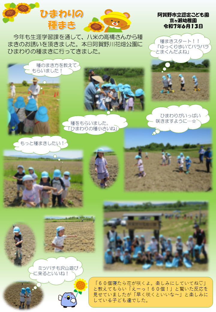 ヒマワリ種まき