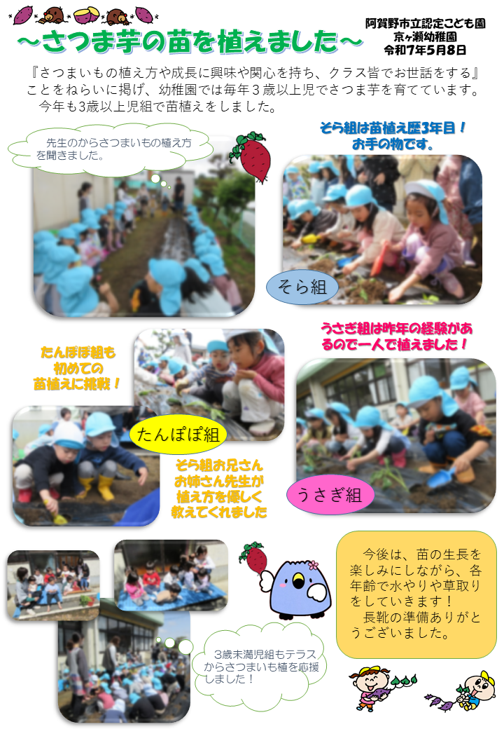 さつまいもの苗植え