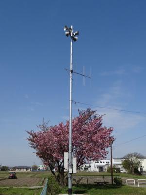 畑の横にピンクの花を咲かせた木がありその前に屋外拡声子局が配置されている写真