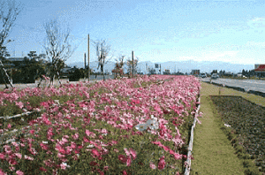 赤・ピンク・白と鮮やかに咲いているコスモスと緑の芝生のコスモスロードの全体を写した写真