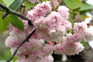 ピンクと白の小さな花が集まった珠数掛桜のアップの写真
