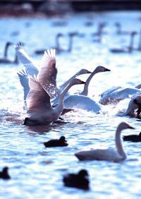 たくさんの白鳥の群れの中で、2羽の白鳥が羽を広げて羽ばたこうとしている写真