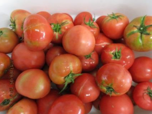 たくさんの真っ赤な中玉トマトをアップで写した写真