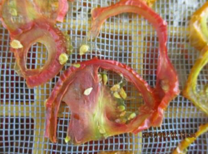乾燥したミニトマトの断面を写した写真